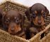 Regalo akc dachshund miniatura cachorros listo