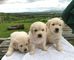 Regalo akc golden retriever cachorros