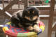 Regalo AKC mastín tibetano cachorros listo - Foto 1