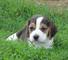 Regalo beagle cachorros listo - Foto 1