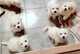 Regalo bichon cachorros listo