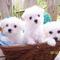 Regalo Bichon maltes Cachorros - Foto 1