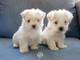 Regalo cachorros de bichon maltes