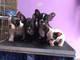 Regalo Cachorros de bulldog francés saludables y voluminosos par - Foto 1