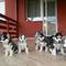 Regalo cachorros de husky siberiano PEDIGREE - Foto 1