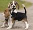 Regalo cachorros lindos del beagle