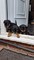Regalo Cachorros Rottweiler hermosa - Foto 1
