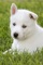 Regalo camada de preciosos siberian husky cachorros para adopcion - Foto 1