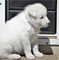 Regalo camada de preciosos siberian husky cachorros para adopcion