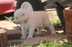 Regalo camada de preciosos siberian husky cachorros para adopcion