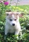 Regalo camada de preciosos siberian husky cachorros para adopcion - Foto 1