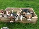 Regalo CKC Beagle cachorros disponible - Foto 1