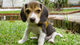 Regalo ckc beagle cachorros disponible