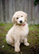 Regalo CKC goldendoodle cachorros listo - Foto 1