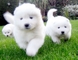 Regalo ckc samoyedo cachorros listo