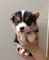 Regalo galés corgi pembroke cachorros
