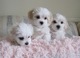 Regalo havanese cachorros listo