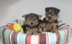 Regalo hermosos yorkshire terrier cachorros