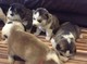 Regalo Husky siberiano cachorros - Foto 1