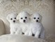 Regalo kc bichon cachorros