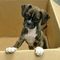 Regalo kc boxer cachorros listo