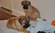 Regalo kc bullmastiff cachorros listo