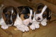 Regalo kc jack russell cachorros