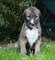 Regalo kc wolfhound irlandés cachorros listo