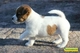 Regalo macho Jack Russell cachorro para una familia con niños - Foto 1