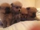 Regalo pomerania cachorros listo