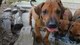 Regalo rhodesia cachorros disponible - Foto 1