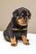 Regalo rottweiler cachorros disponible