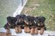 Regalo rottweiler cachorros listo - Foto 1