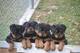 Regalo rottweiler cachorros listo