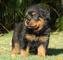 Regalo saludables rottweiler cachorros