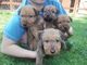 Regalo Setter irlandés cachorros listo - Foto 1