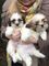 Regalo shih tzu cachorros