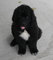 Regalo Terranova cachorros disponible - Foto 1