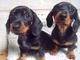 Regalo UKC Dachshund miniatura cachorros - Foto 1