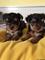 Regalo yorkshire terrier pedigree macho y hembra - Foto 2