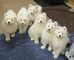 Samoyedo cachorros listo - Foto 1