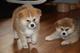 Shiba Inu cachorros - Foto 1
