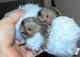 Socialized marmoset monkeys, health guarantee