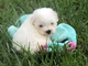 UKC Bichon frise cachorros - Foto 1