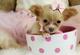 UKC Chihuahua cachorros listo - Foto 1