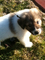 UKC Mastiff de los Pirineos cachorros listo - Foto 1