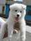 UKC Samoyedo cachorros listo - Foto 1