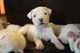 2 hermosos cachorros Dogo Argentino disponibles - Foto 1