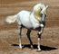 Andaluz caballo disponible