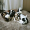 Beagle puppies- listo para ir este fin de semana!